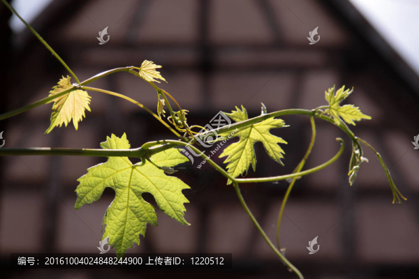 酒半木結(jié)構(gòu)的房子的葉子