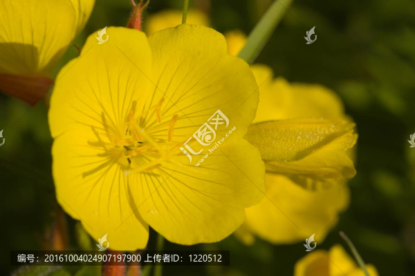 陽光花