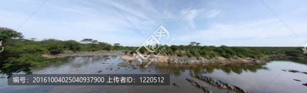 河馬在非洲