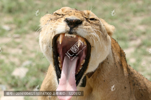 母獅子-塞倫蓋蒂野生動物園；坦桑尼亞；非洲