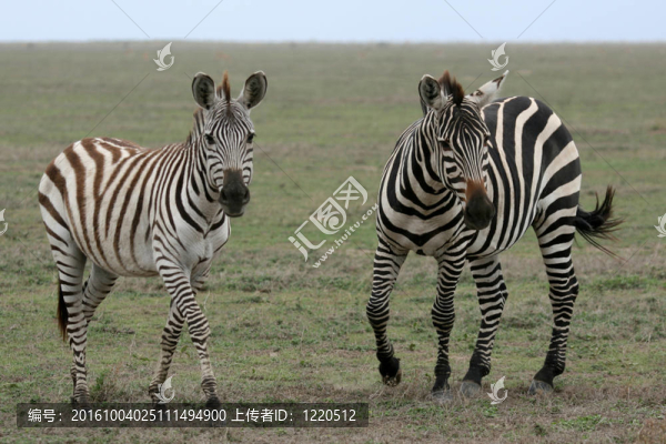 斑馬-塞倫蓋蒂野生動物園；坦桑尼亞；非洲