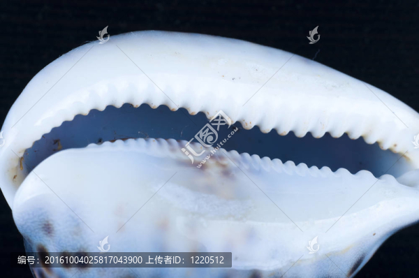 Sheel。海洋錕絪活。