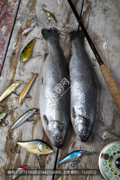 魚和捕魚