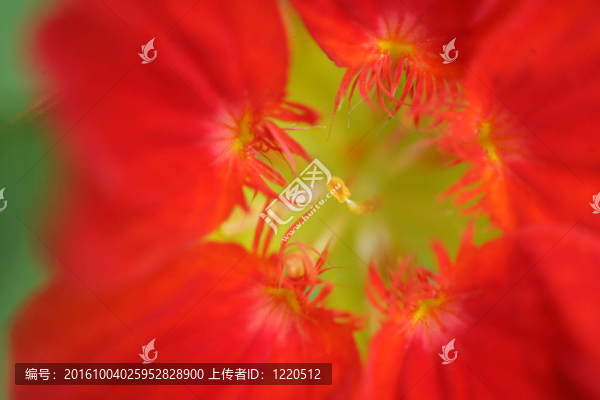 花的特寫(xiě)