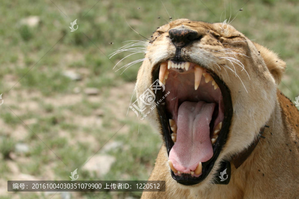 母獅子-塞倫蓋蒂野生動(dòng)物園；坦桑尼亞；非洲