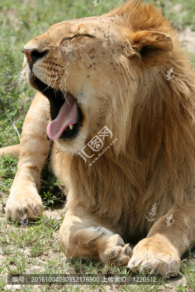 獅子-塞倫蓋蒂野生動物園；坦桑尼亞；非洲
