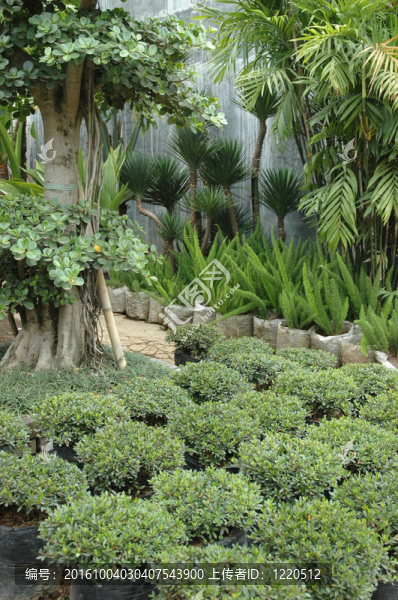 熱帶花園