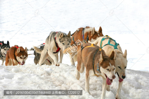 哈士奇雪橇犬