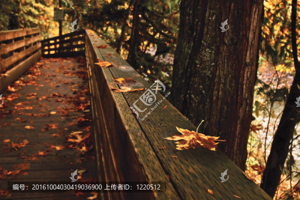 在斯諾夸爾米公園的木步道