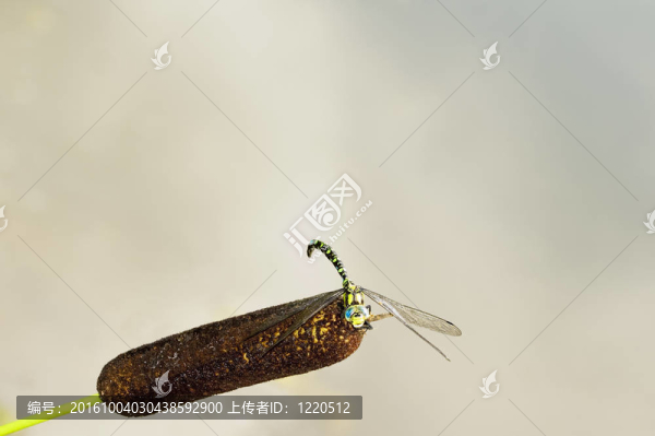 蜻蜓