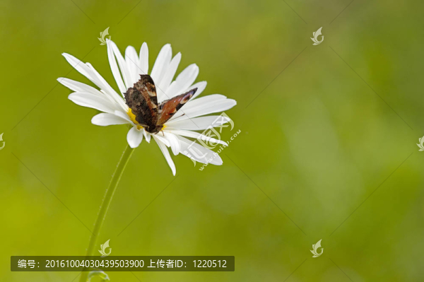 蝴蝶