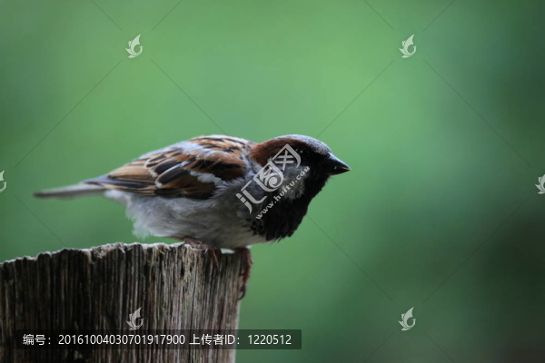 麻雀
