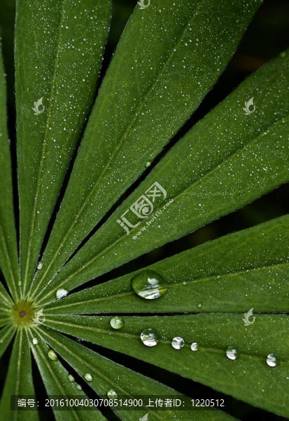 新鮮綠葉上的水滴