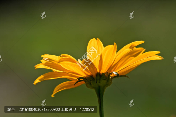 黃色的雛菊