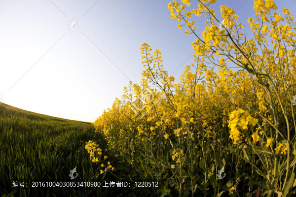 黃色的油菜田