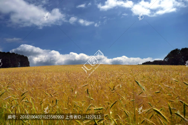 夏天的田野