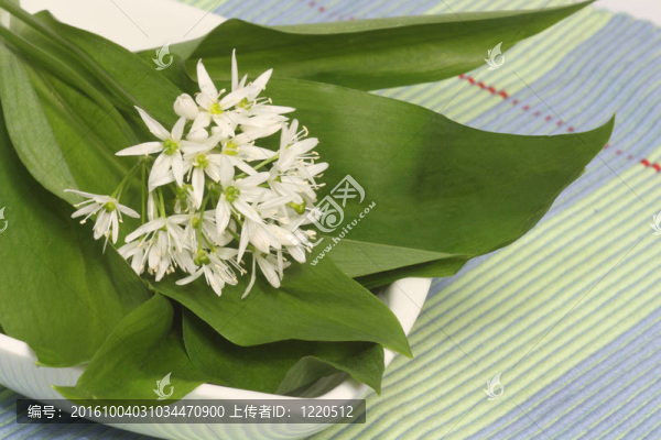 野蒜