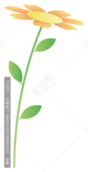 雛菊花