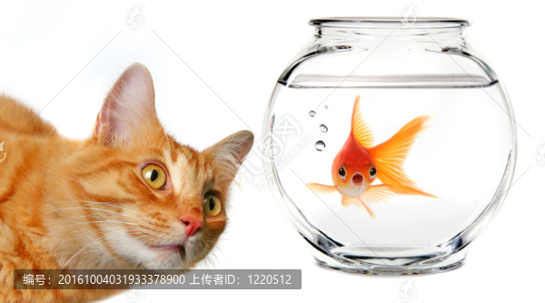 花斑猫看金鱼