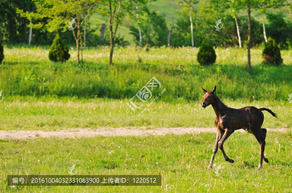 親愛的馬