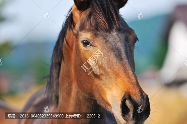 馬的自然