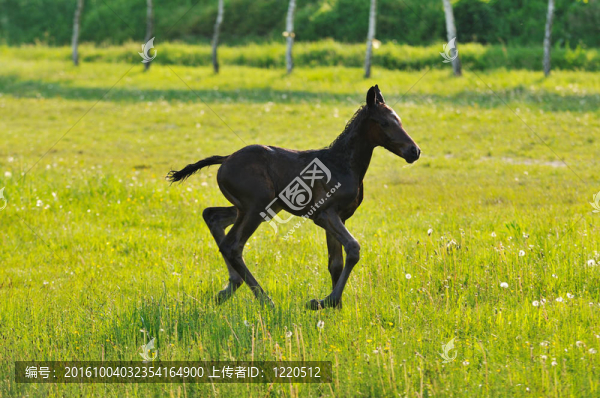 親愛(ài)的馬