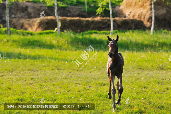 親愛的馬
