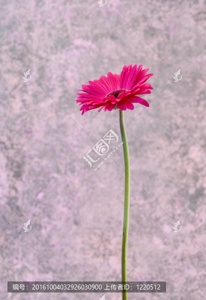 粉紅色的Gerbera,flower