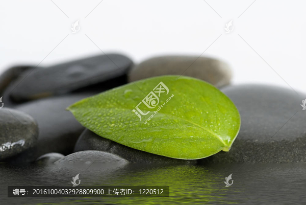 帶水滴的綠葉