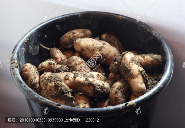 新土豆