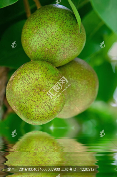 水中的梨樹