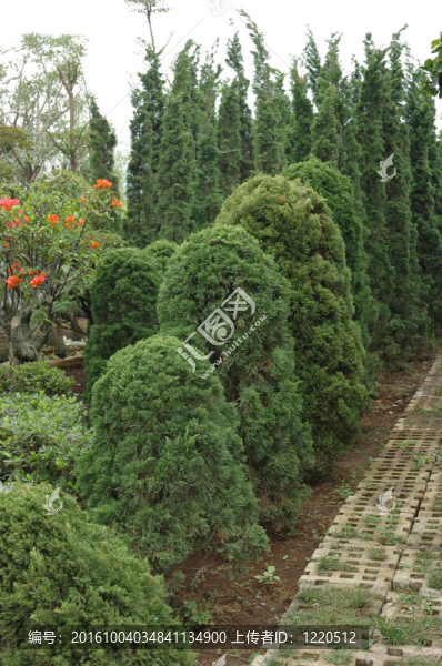 熱帶花園