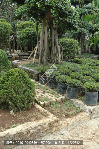 熱帶花園