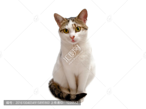 貓