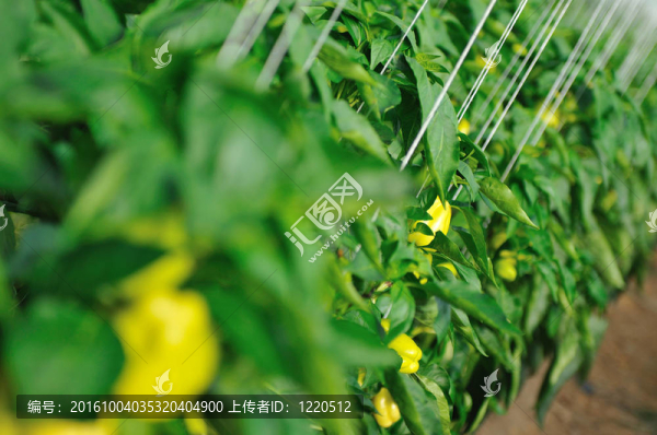 在溫室辣椒