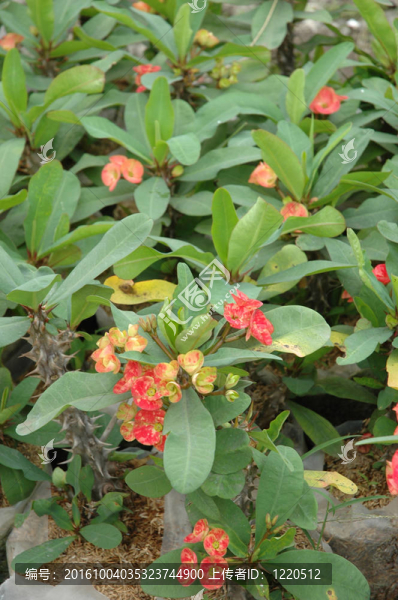 紅色的花