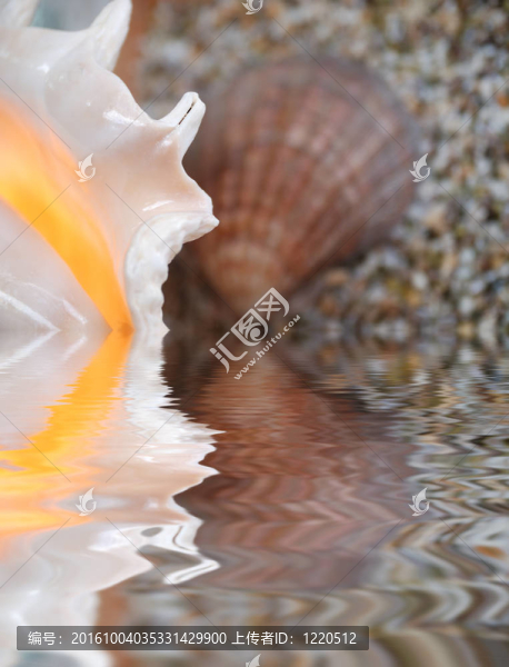 海貝殼