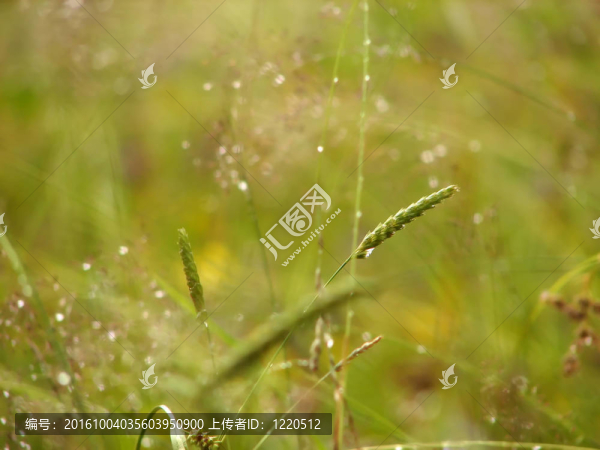 植物和花卉特寫