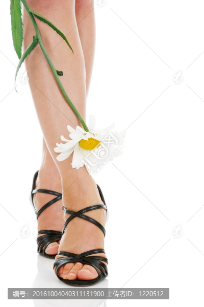 性感的腿的甘菊