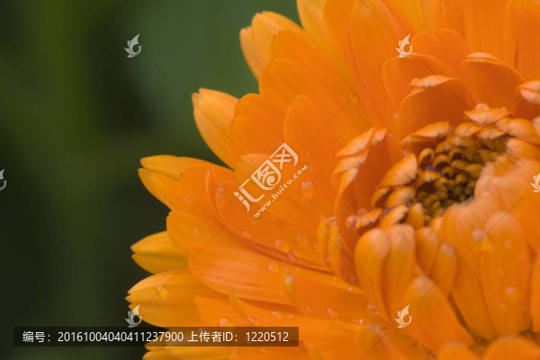 橙花