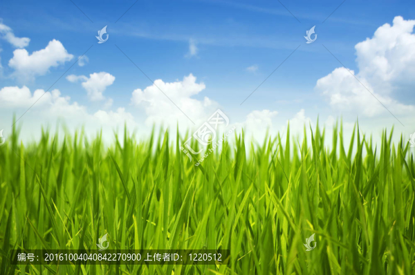 綠草和天空