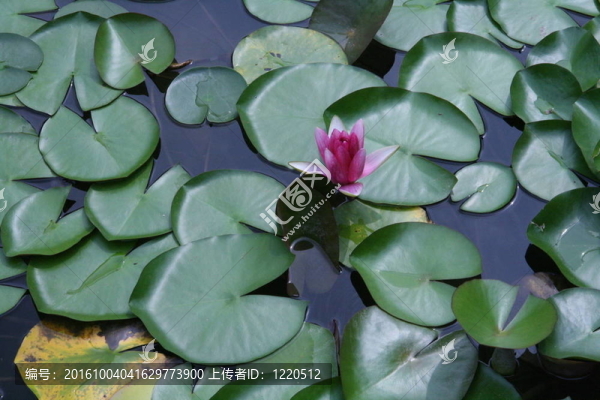 蓮花