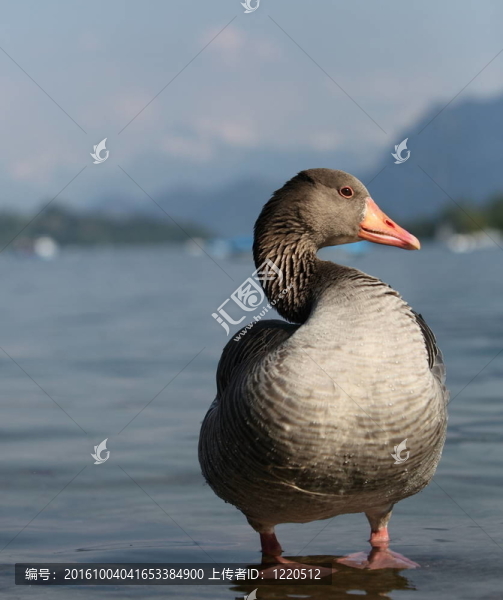 湖邊的大鵝