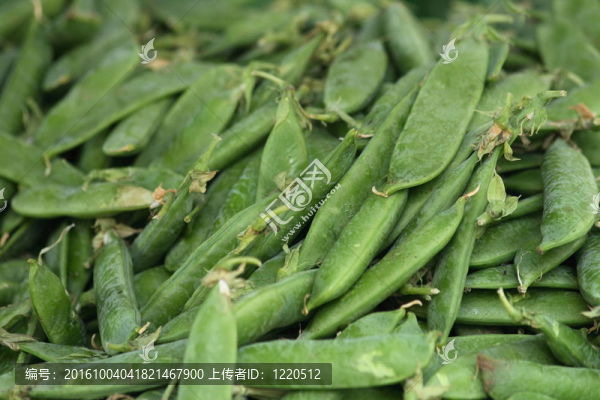 綠色的豌豆