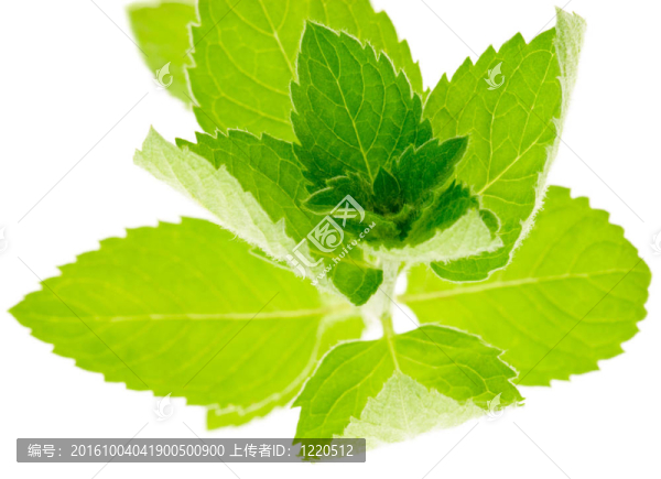薄荷