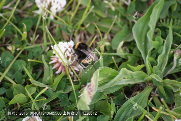 大黃蜂