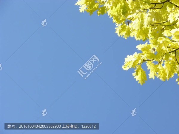 春天的樹(shù)葉