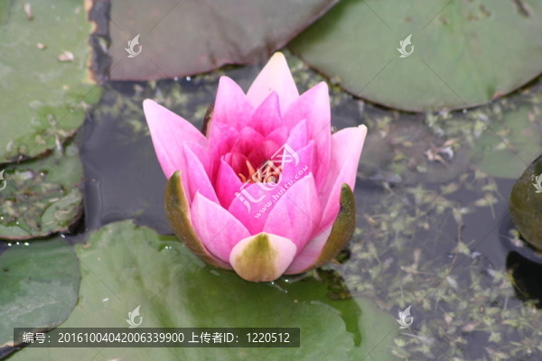 粉色的睡蓮