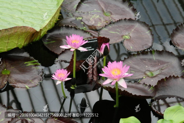 蓮花