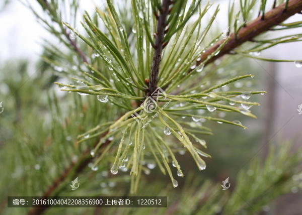 霧中的松樹